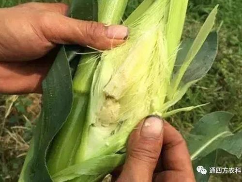 ���׶d���c�՗U��ԭ����