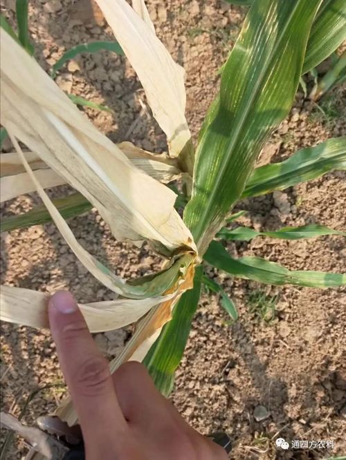 ���쵽����������ģʽ���_������������ɶΣ��������A(y��)����